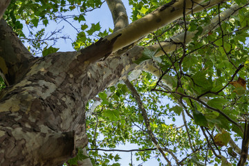 Fototapeta premium Sycamore bottom up, old tree trunk with green leafs, summer season