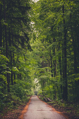 Naklejka premium Beautiful forest way