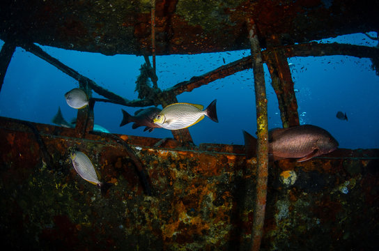 A group of rabbitfishes, Streaked spinefoot (Siganus javus) and a red snapper inside the HTMS Sattakut shipwreck, Koh Tao, Thailand