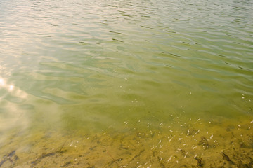 Background of green water in the lake is dirty.