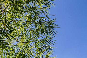Green bamboo leaves against a blue sky background