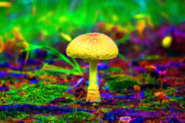 Forest Poisoning mushroom close up on ground