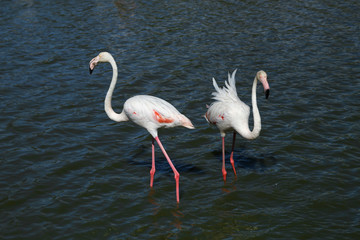 Two pink flamingoes on the lake. Quarrel.