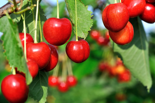 close-up of ripening sweet cherries on a tree in the garden