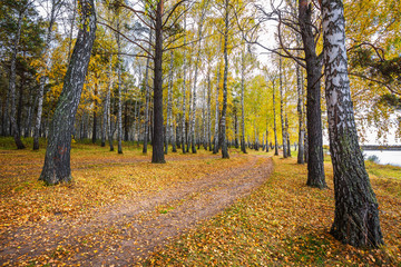 Autumn landscape. Western Siberia, Novosibirsk region, Russia