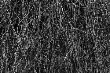 Monochrome dry creeping branches
