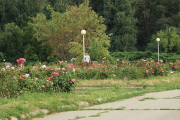 flowers in the garden