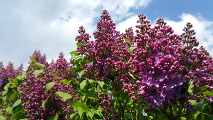 Obraz premium Beautiful flowering spring branches of bright lilac
