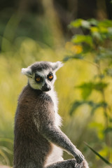 Katta Freigehege im Augsburger Zoo