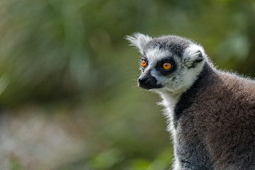 Katta im Freigehege Augsburg Zoo