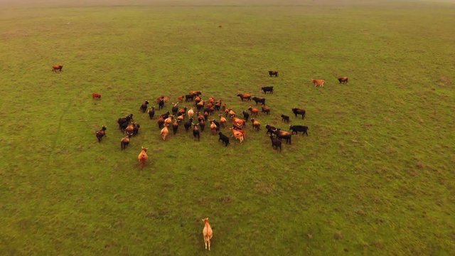 Aerial view: herd of wild heck cattle running in meadow of grass and heath during fall