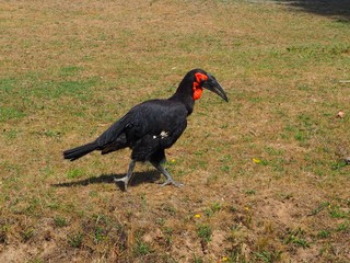 Bucorvus leadbeateri, The southern ground hornbill, Bucorvus cafer