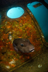 Starry Pufferfish inside shipwreck in Koh Tao Thailand