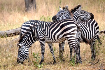 Fototapeta na wymiar zebragruppe tarangire nationalpark
