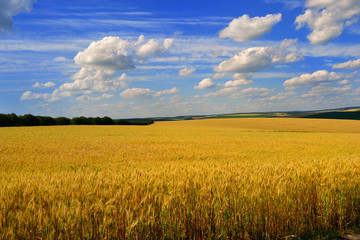 field and blue sky
