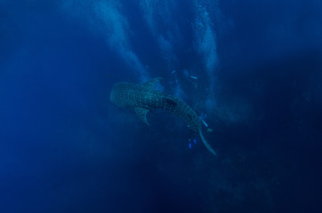 Whale Shark with divers in background