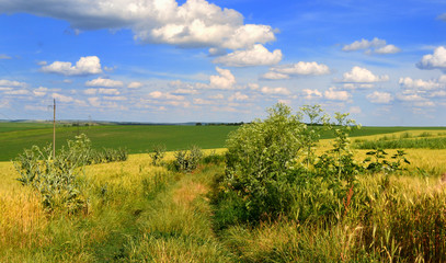 Fototapeta premium road through the field