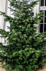 Fir christmas tree without decoration is standing at home in a room with big windows
