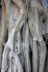 Ficus microcarpa tree root feature