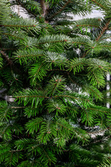 Fototapeta na wymiar Close-up of a christmas tree fir