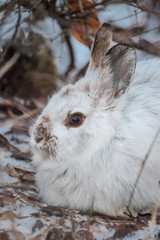 Snowshoe Hare - Winter Portrait