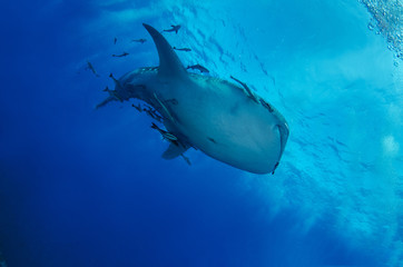 Whale Shark, Rhincodon Typus