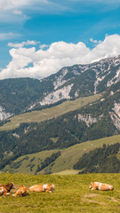 Smartphone HD wallpaper of beautiful alpine view at Leogang - Tyrol - Austria with cows