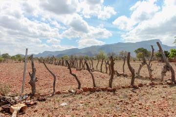 African livestock kraal