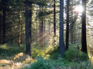 Fototapeta premium an autumn in a beautiful forest