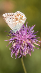 Smartphone HD wallpaper of macro of gossamer-winged butterfly on flower