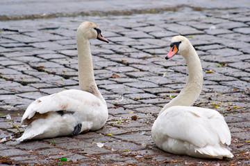 two swans are sitting
