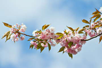 Blooming cherry twig 