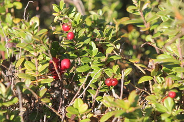 cowberry in the forest