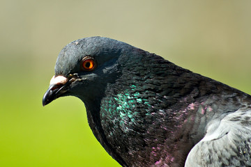  pigeon closeup  (shallow DOF) - 237774156