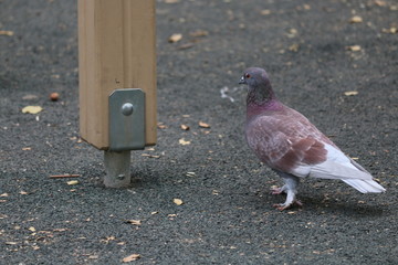 pigeon on sidewalk
