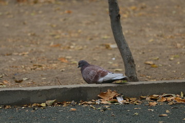 pigeons on fence