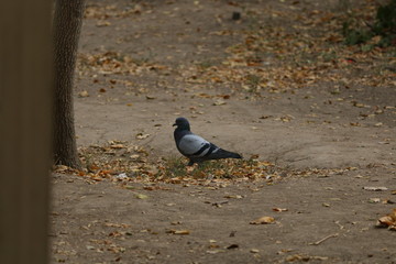 pigeon on grass
