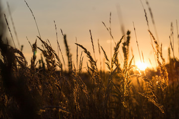 reeds in sunset