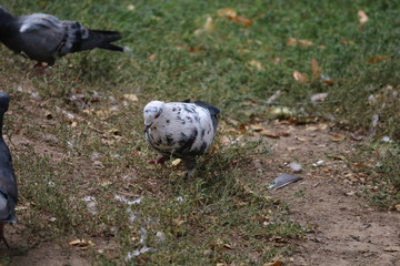 pigeon on grass