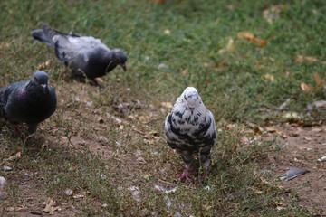 pigeon in the park