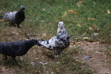 pigeons in the park