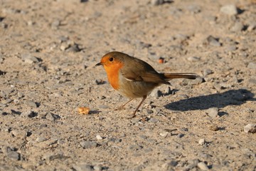 Rouge gorge
