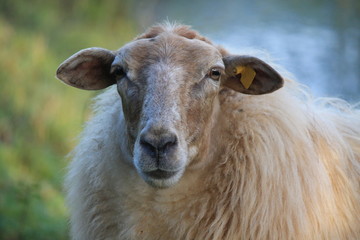 Fototapeta premium sheep macro portrait, single, close up special species: Mergelland Limburg, Netherlands, endagered extintion