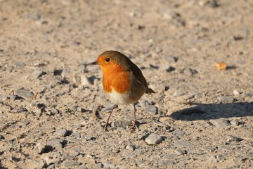 Rouge gorge