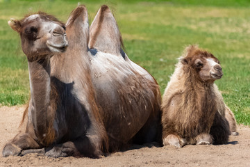 Bactrian camel, mother with funny baby lying 