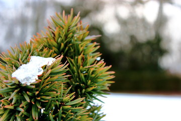 Schnee auf dem Nadelbaum