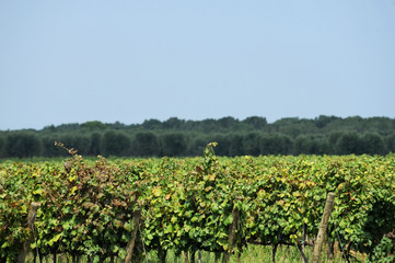 Fototapeta na wymiar Vigneto del Salento, campagna per la coltivazione dell'uva