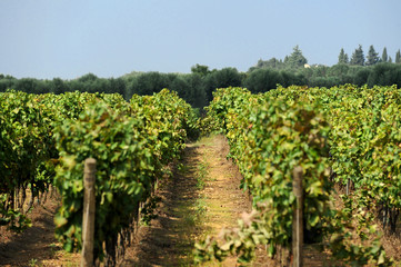 Vigneto del Salento, campagna per la coltivazione dell'uva