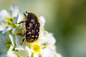 small  chafer pollinates a flower in the spring season