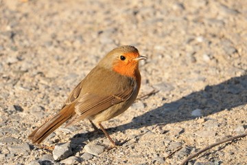 Rouge gorge